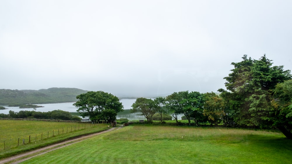 green trees near body of water