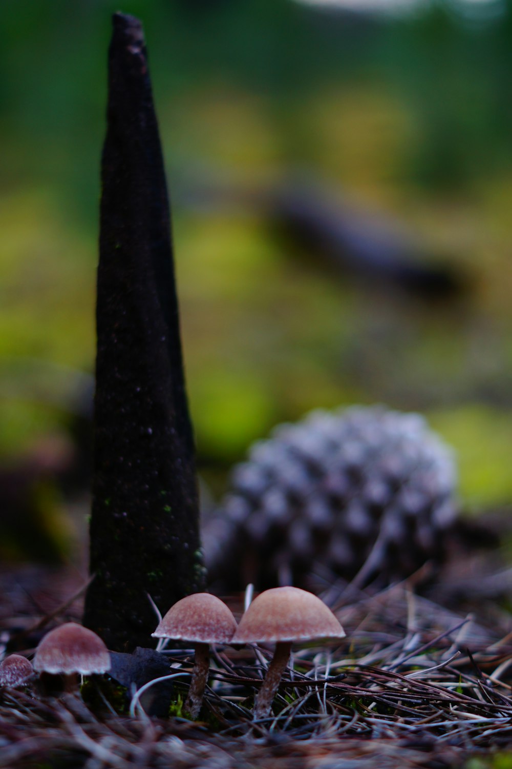 three brown mushrooms