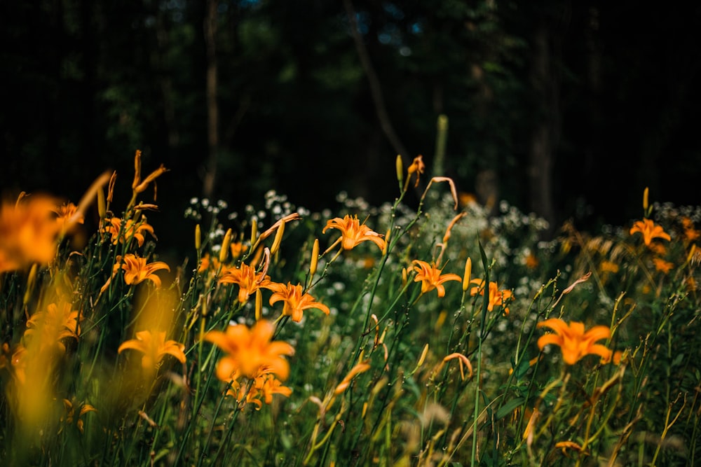 orange petaled flower