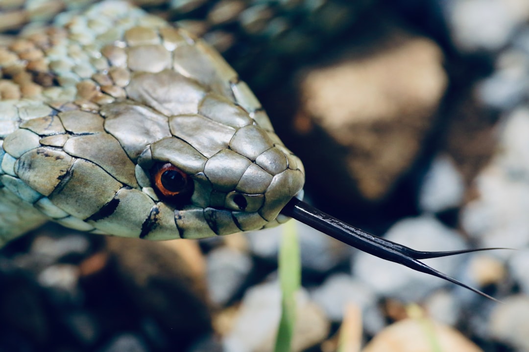 gray snake close-up photography