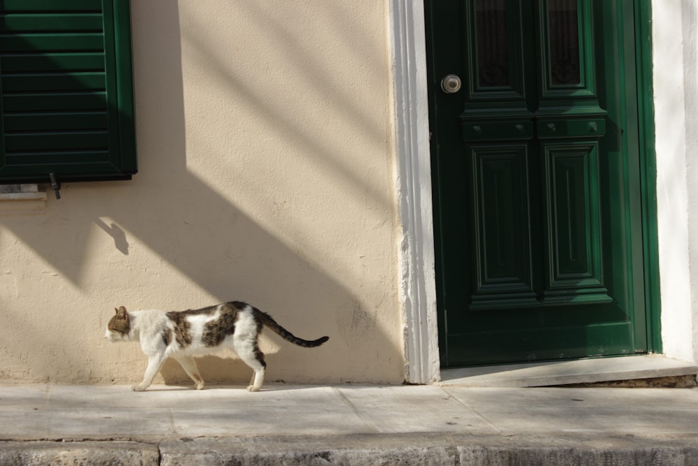 grey and white cat beside wall