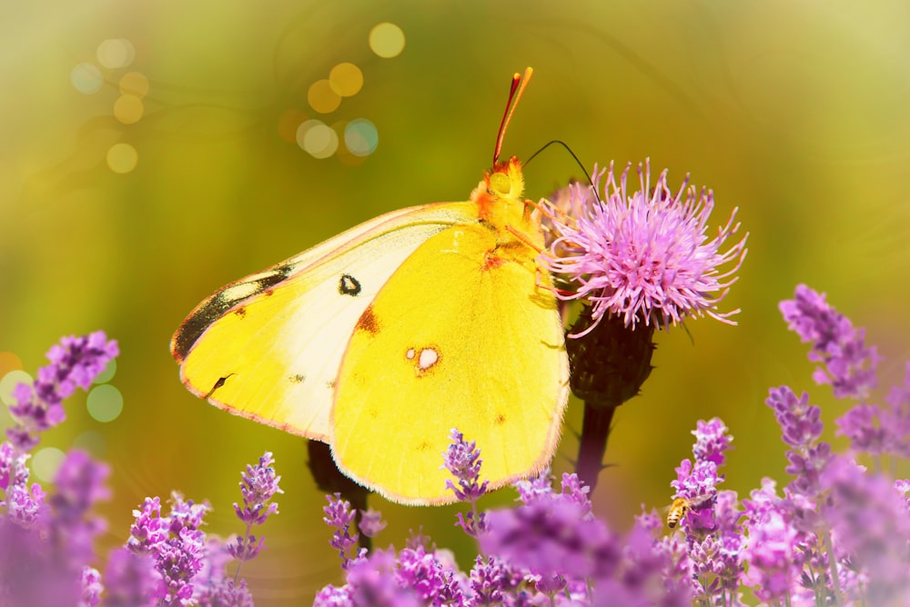 mariposa amarilla en flor