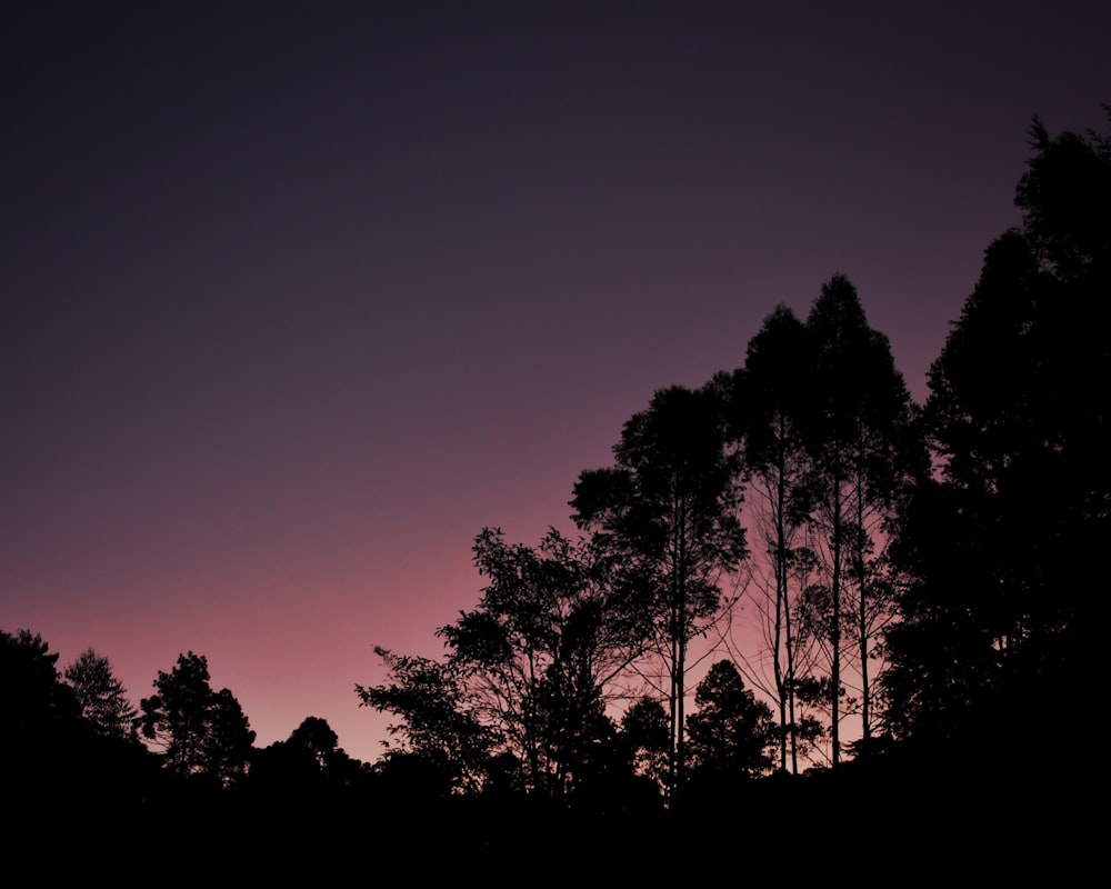 silhouette d’arbre pendant l’heure dorée