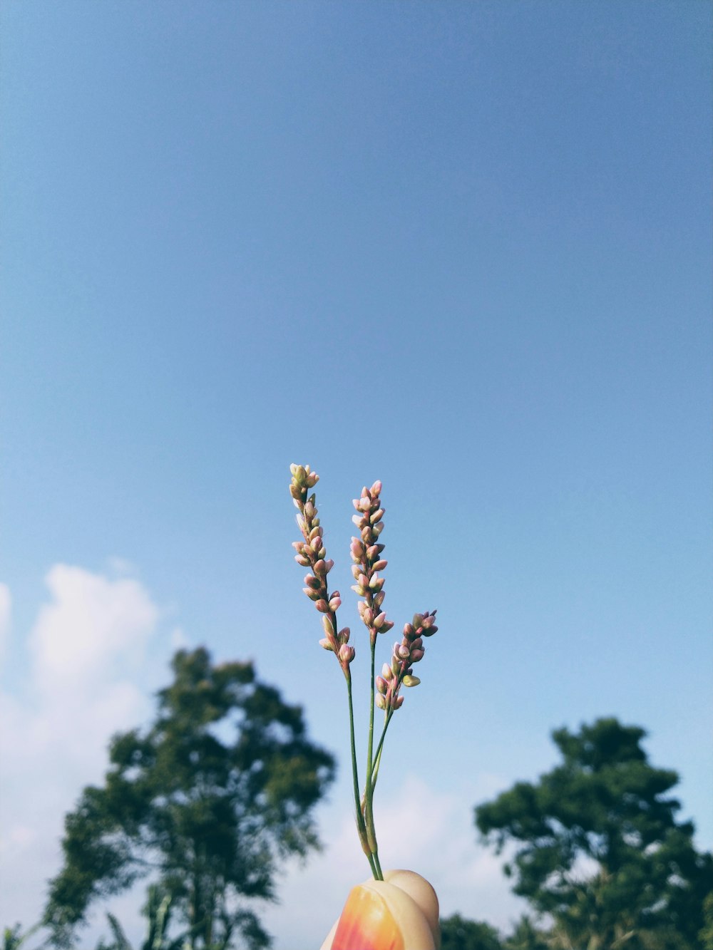 white flower under blue sky