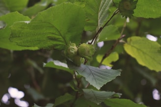 Two hazelnuts are partially enclosed within their husks, surrounded by large, vibrant green leaves. The branches and leaves overlap in a dense, natural pattern, suggesting a lush, forested area.