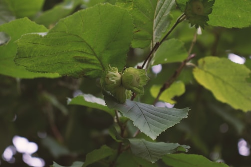 Two hazelnuts are partially enclosed within their husks, surrounded by large, vibrant green leaves. The branches and leaves overlap in a dense, natural pattern, suggesting a lush, forested area.
