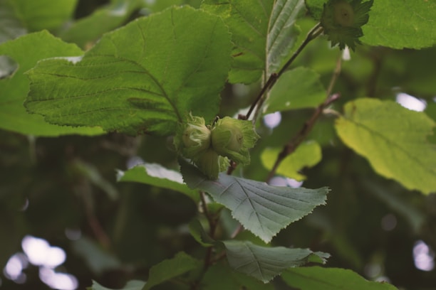 Two hazelnuts are partially enclosed within their husks, surrounded by large, vibrant green leaves. The branches and leaves overlap in a dense, natural pattern, suggesting a lush, forested area.