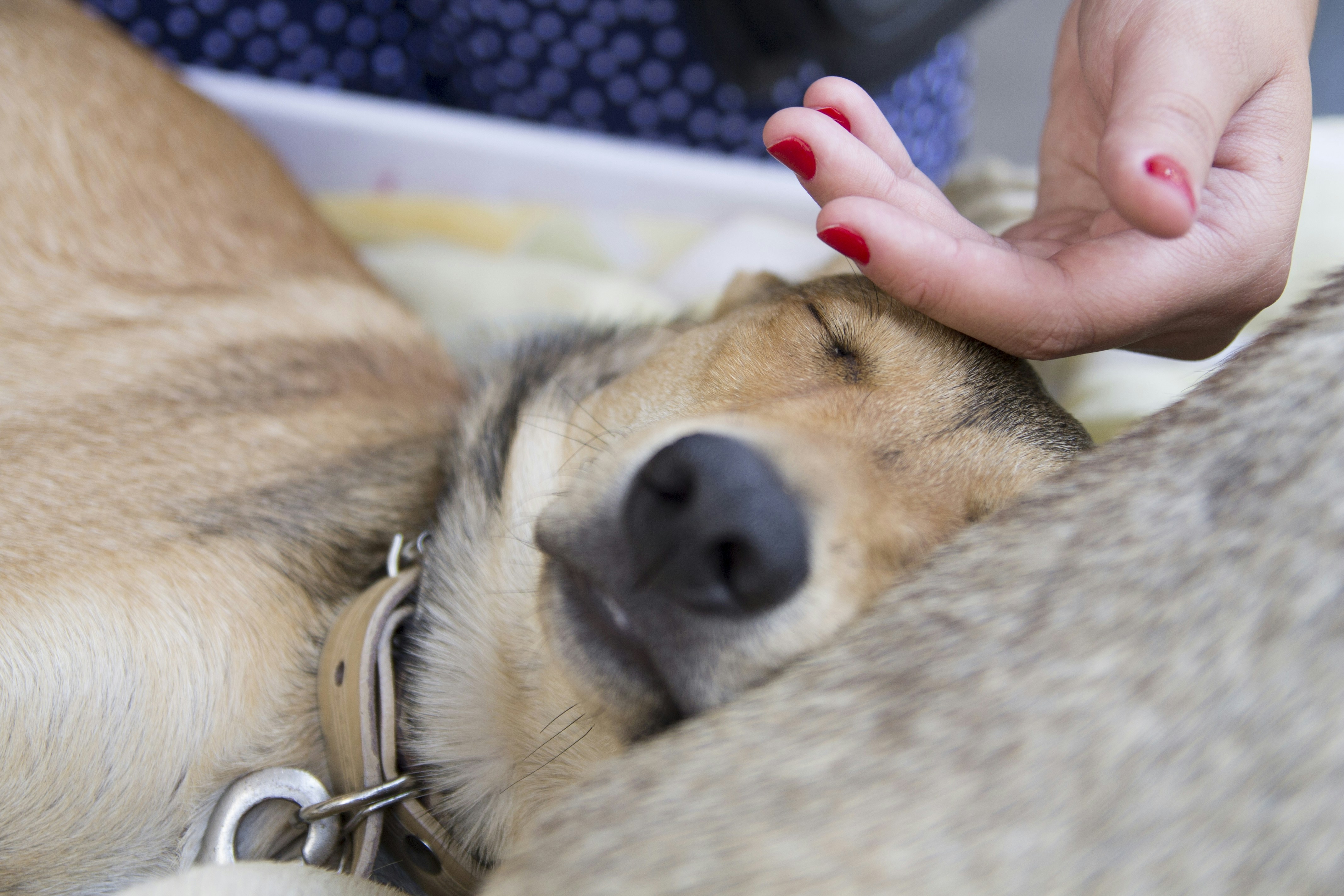 Premiers soins chien : les gestes de secours à connaître