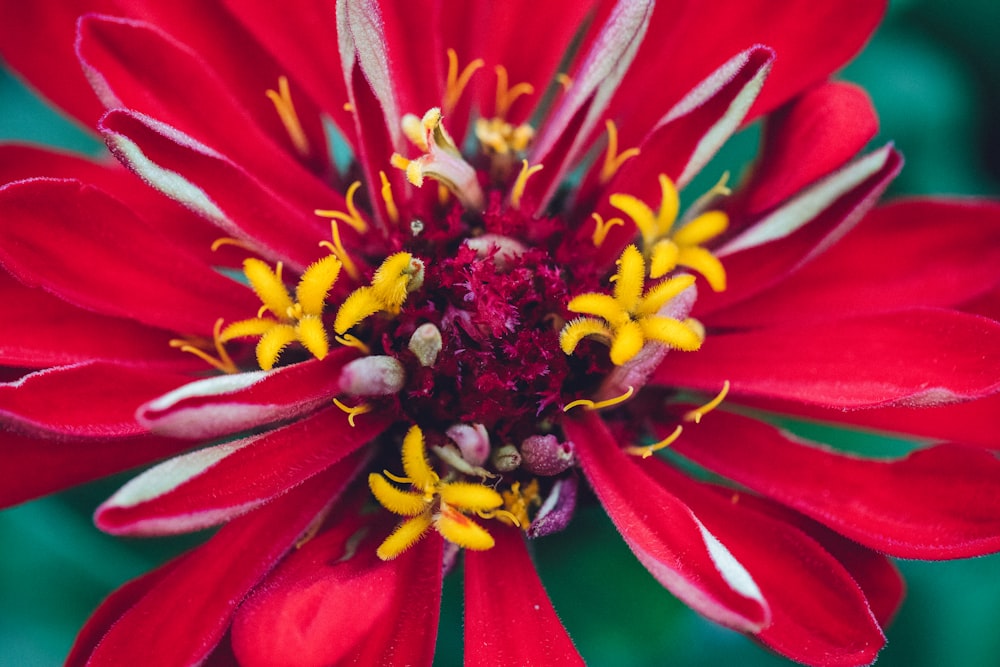 red petaled flower photography