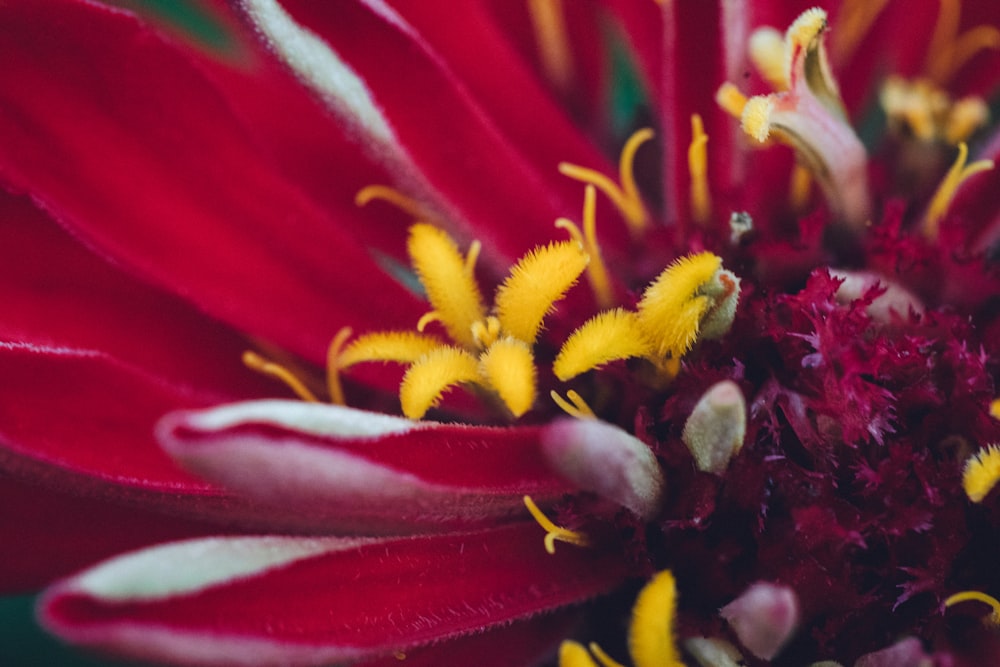 red and yellow flower