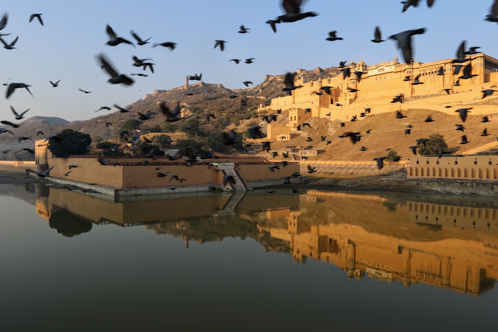 flock of black birds