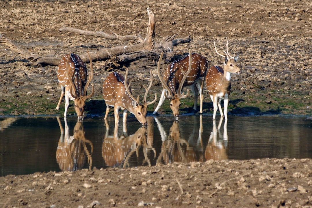 travelers stories about Wildlife in Lakkarda, India