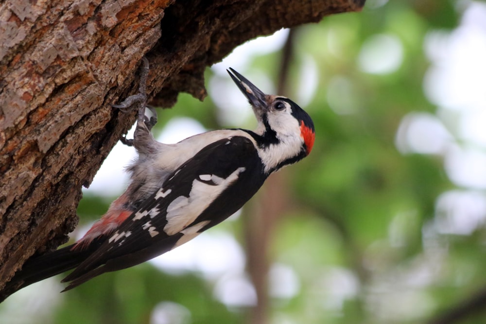 woodpecker on tree