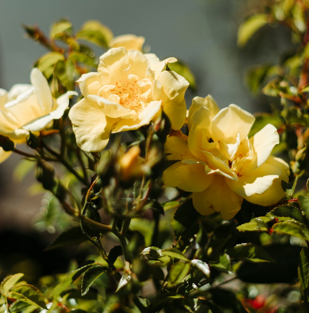 yellow rose flower