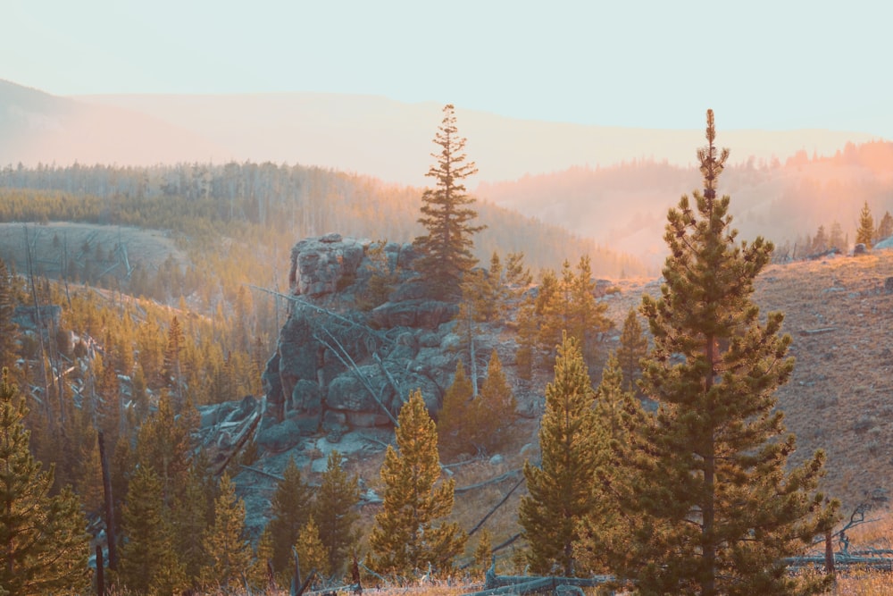 trees near mountain