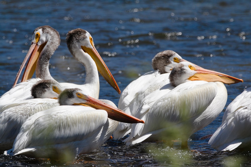 several white pelican birds in the water