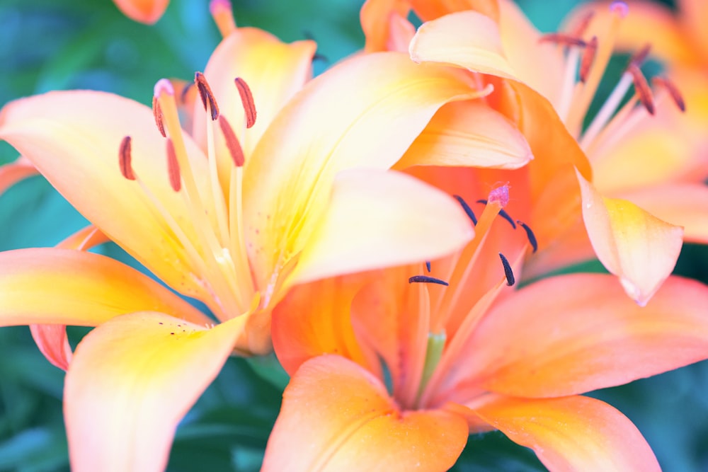 orange petaled flowers