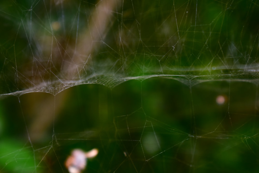 closeup photo of spider webs