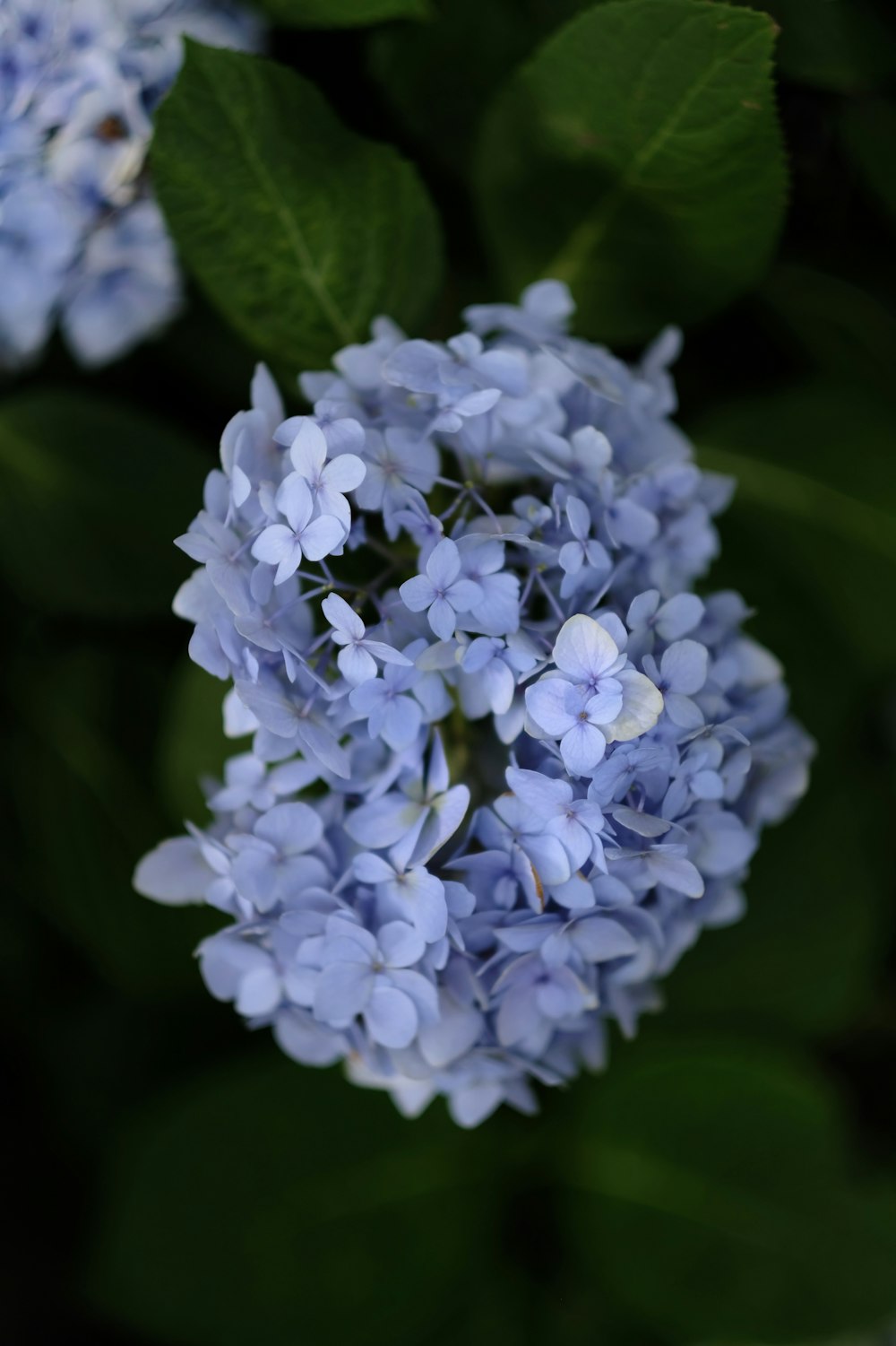 blue flowers