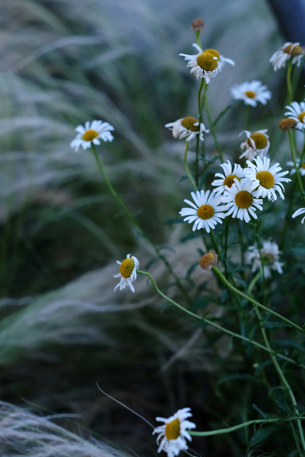 macro photography of white and yellow daisy flowers