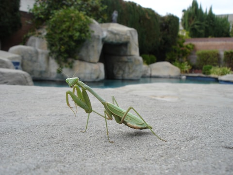 A green praying mantis is perched on a concrete surface in a backyard setting. In the background, there is a swimming pool surrounded by large rocks and dense greenery.