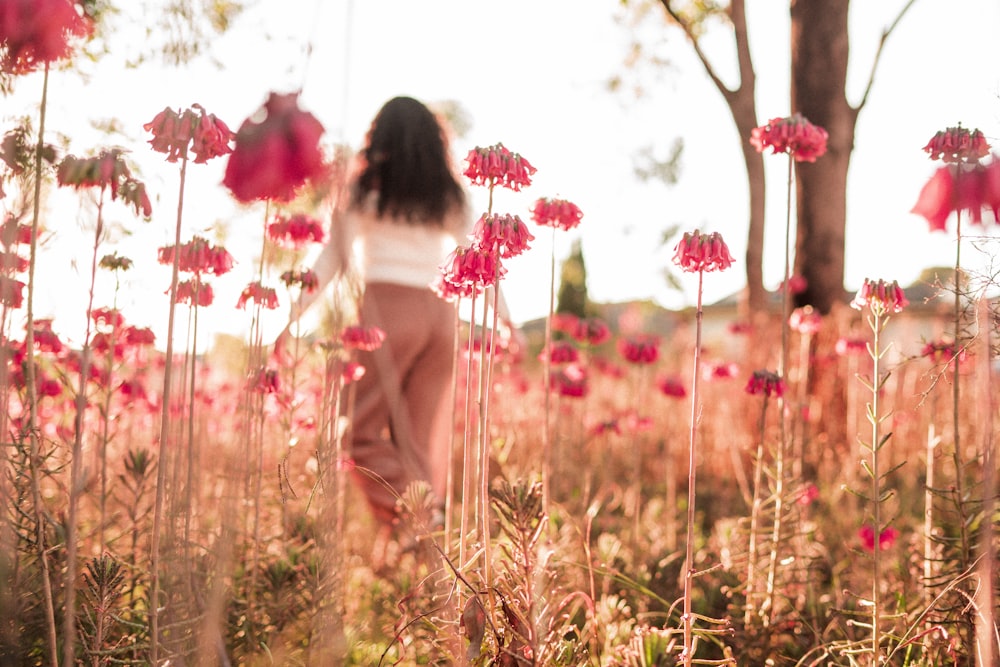 Selektives Foto eines roten Blumenfeldes während des Tages