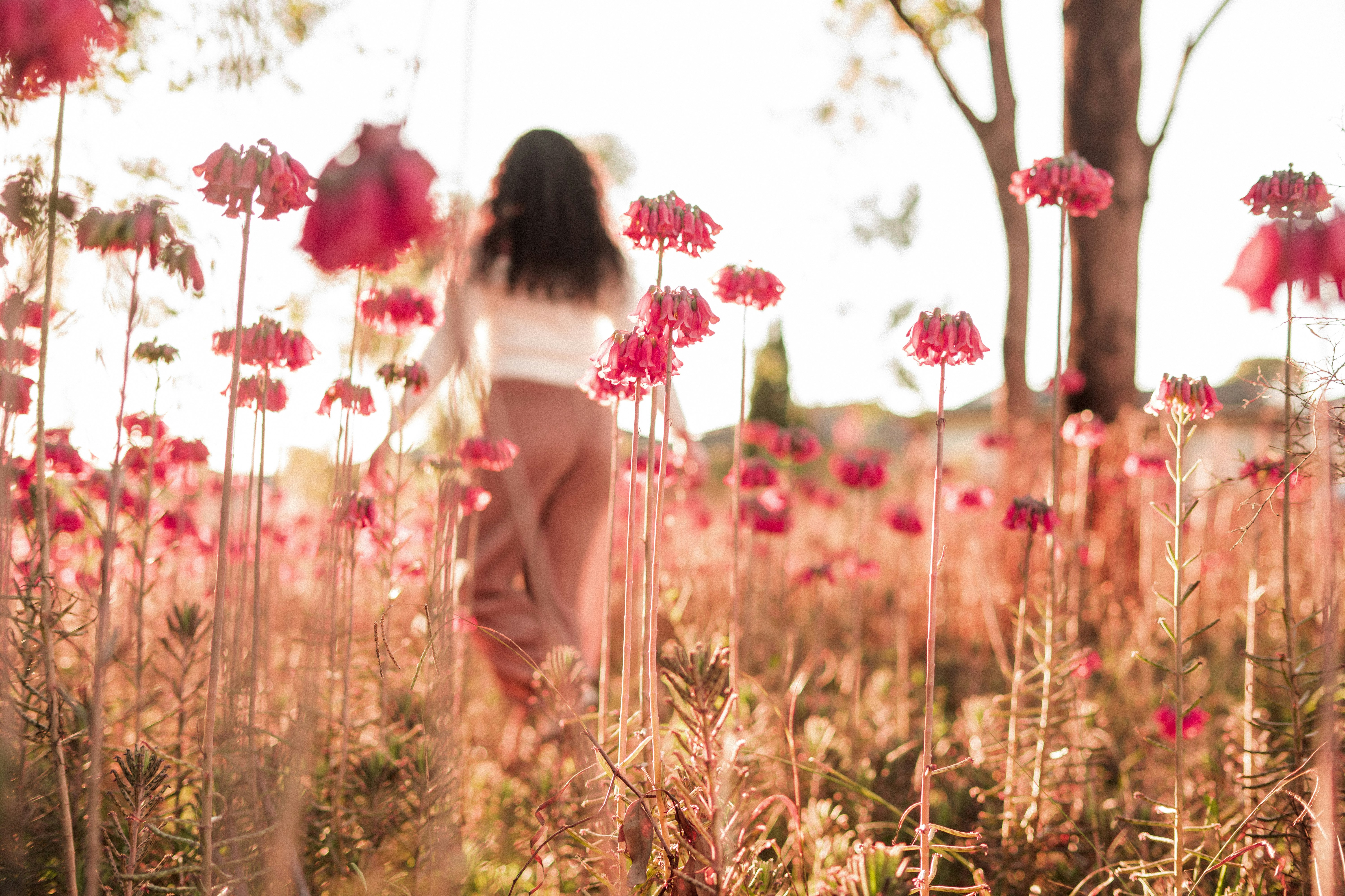 selective photo of red flower field during daytime