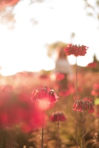 red flower field
