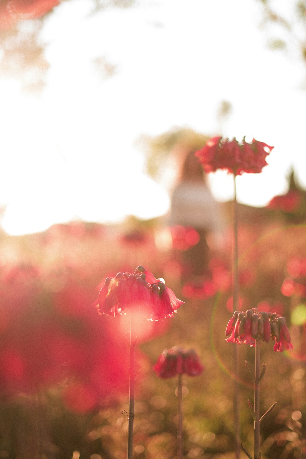 red flower field