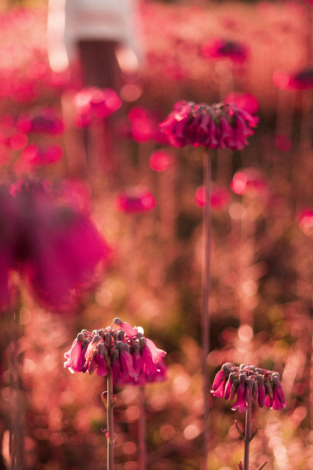 a field of pink flowers with a white building in the background