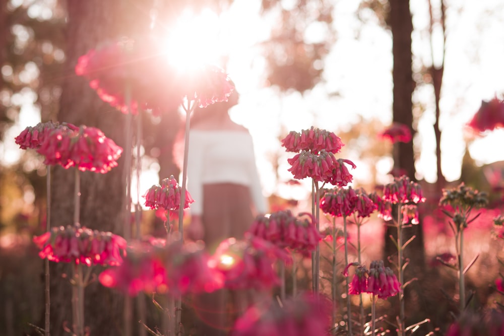 pink flowers near tree