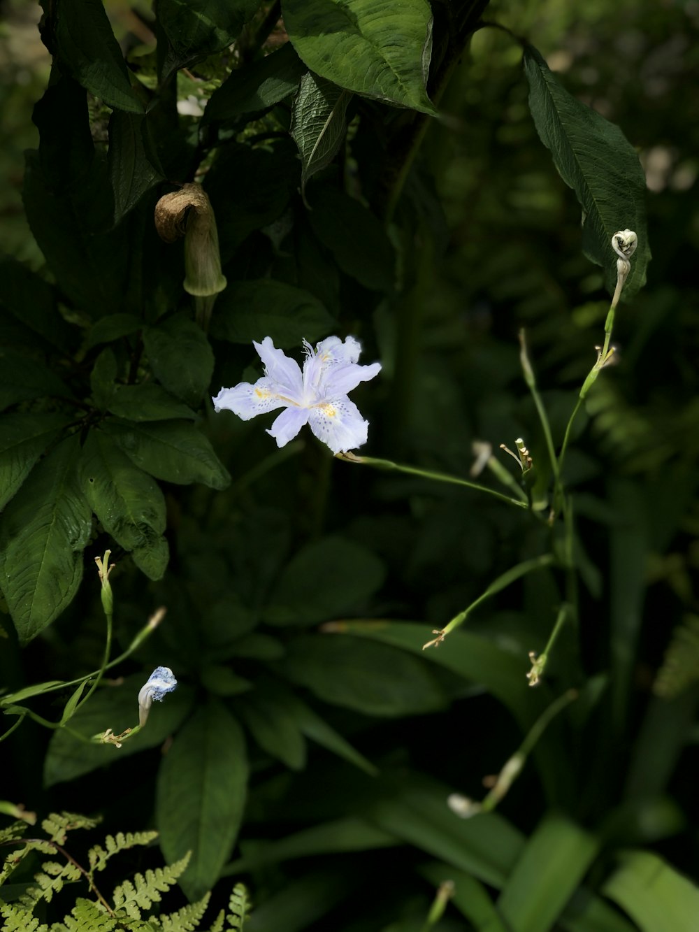 white petaled flower plant