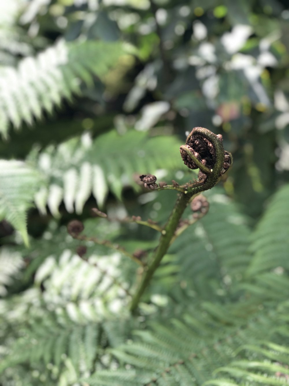 closeup photo of green leaf plant