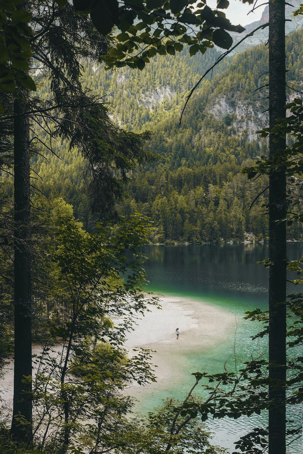 green trees beside body of water
