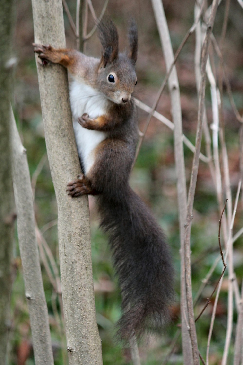 brown squirrel