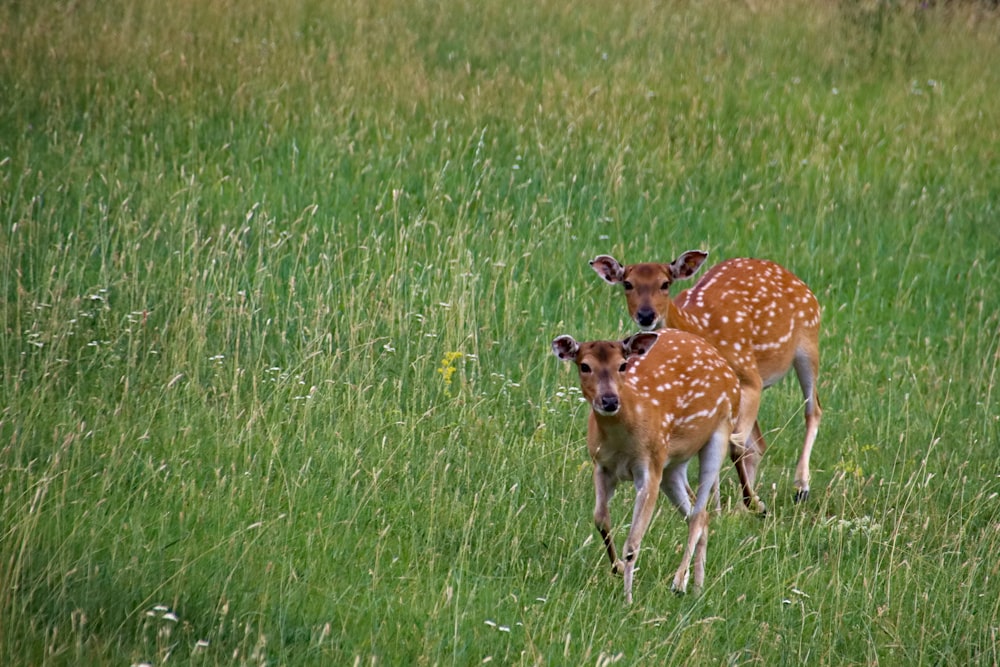 two brown deer on grass field during daytime