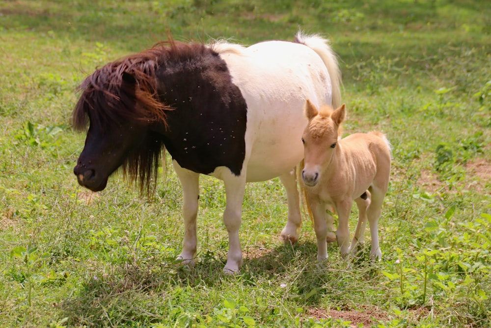 white and brown horse on the grass field