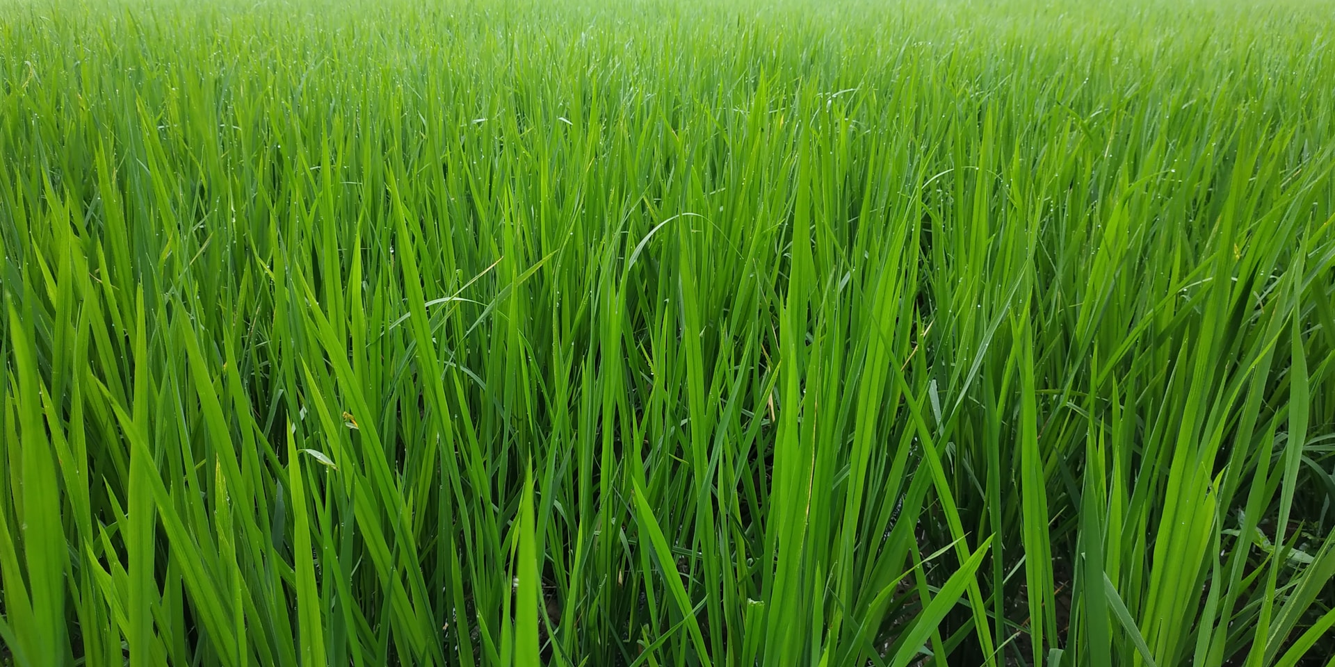 gray computer monitor