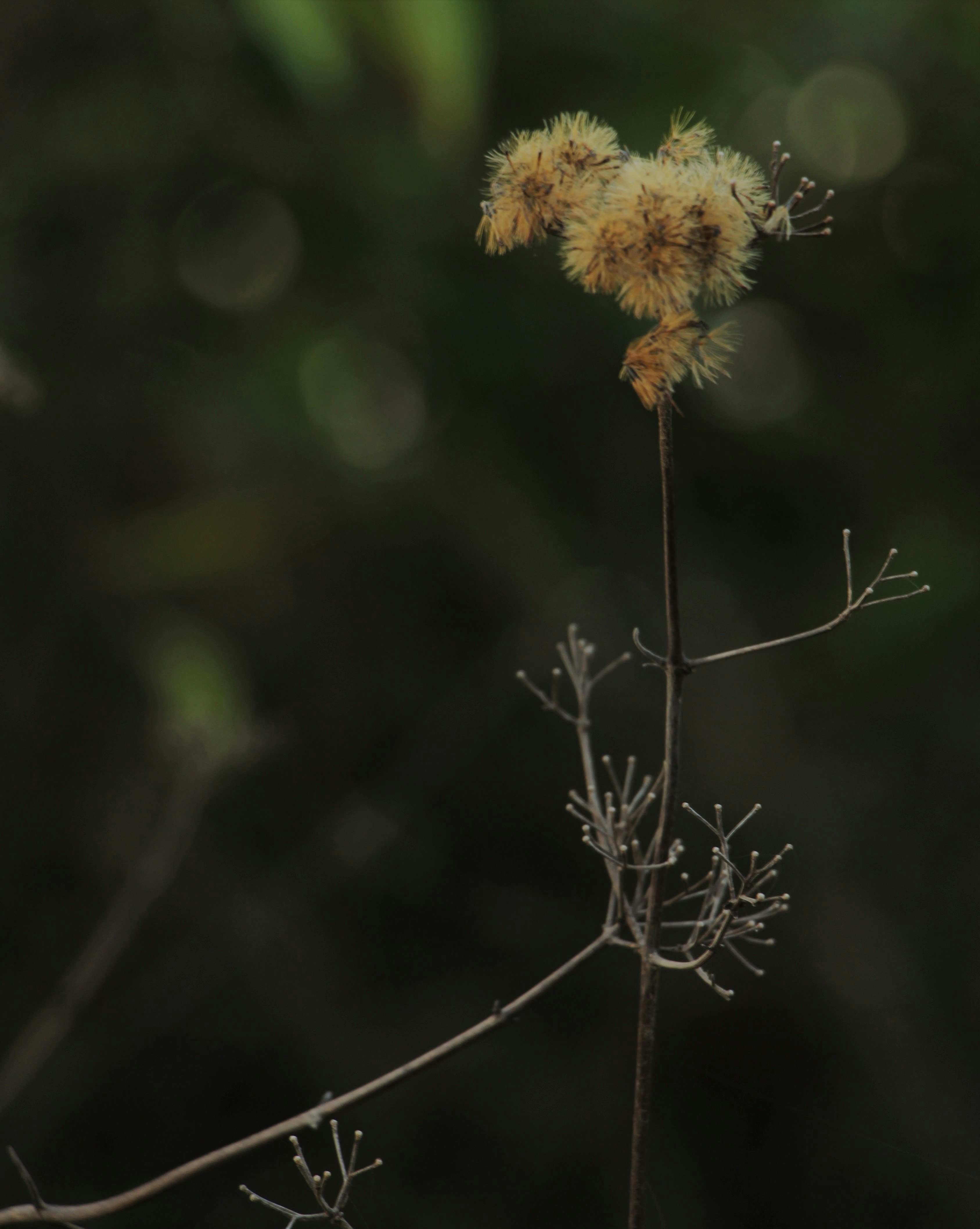 Photo by shivendushukla