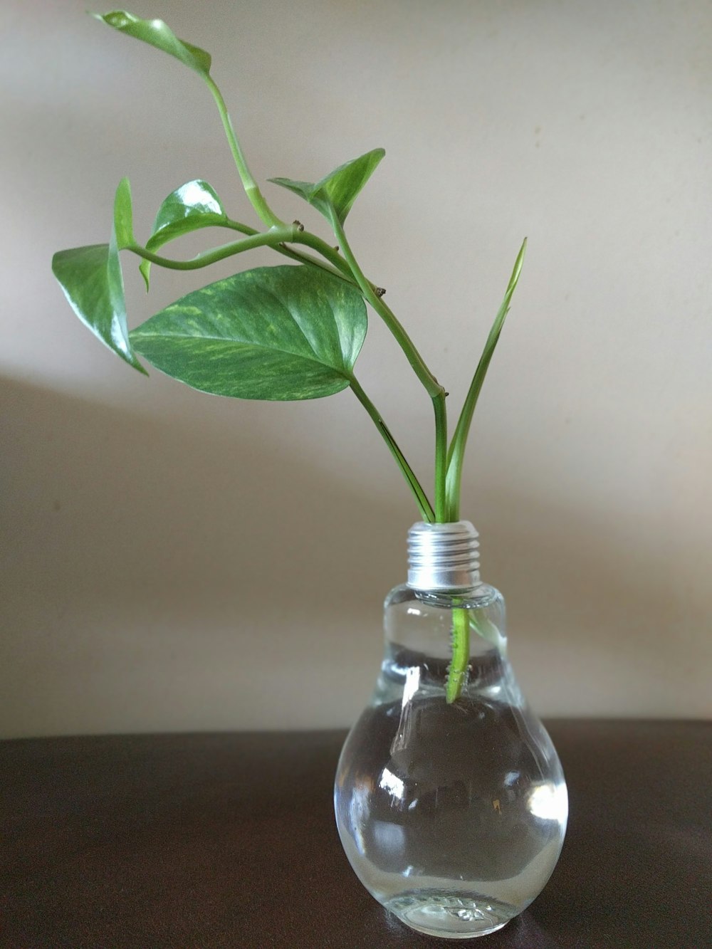 green leaf plant in clear glass bulb vase