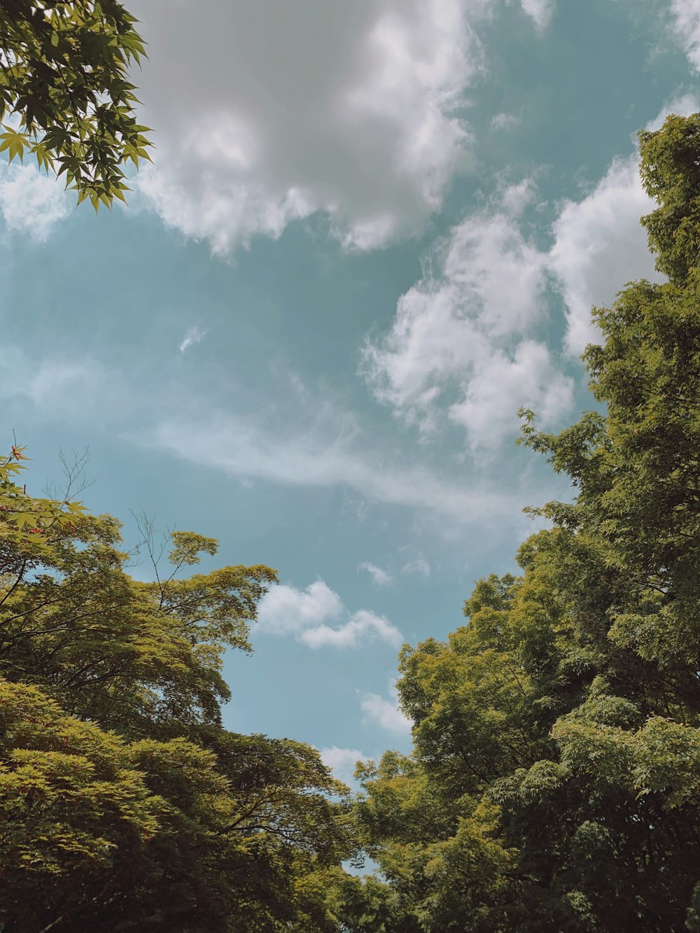 green-leafed trees