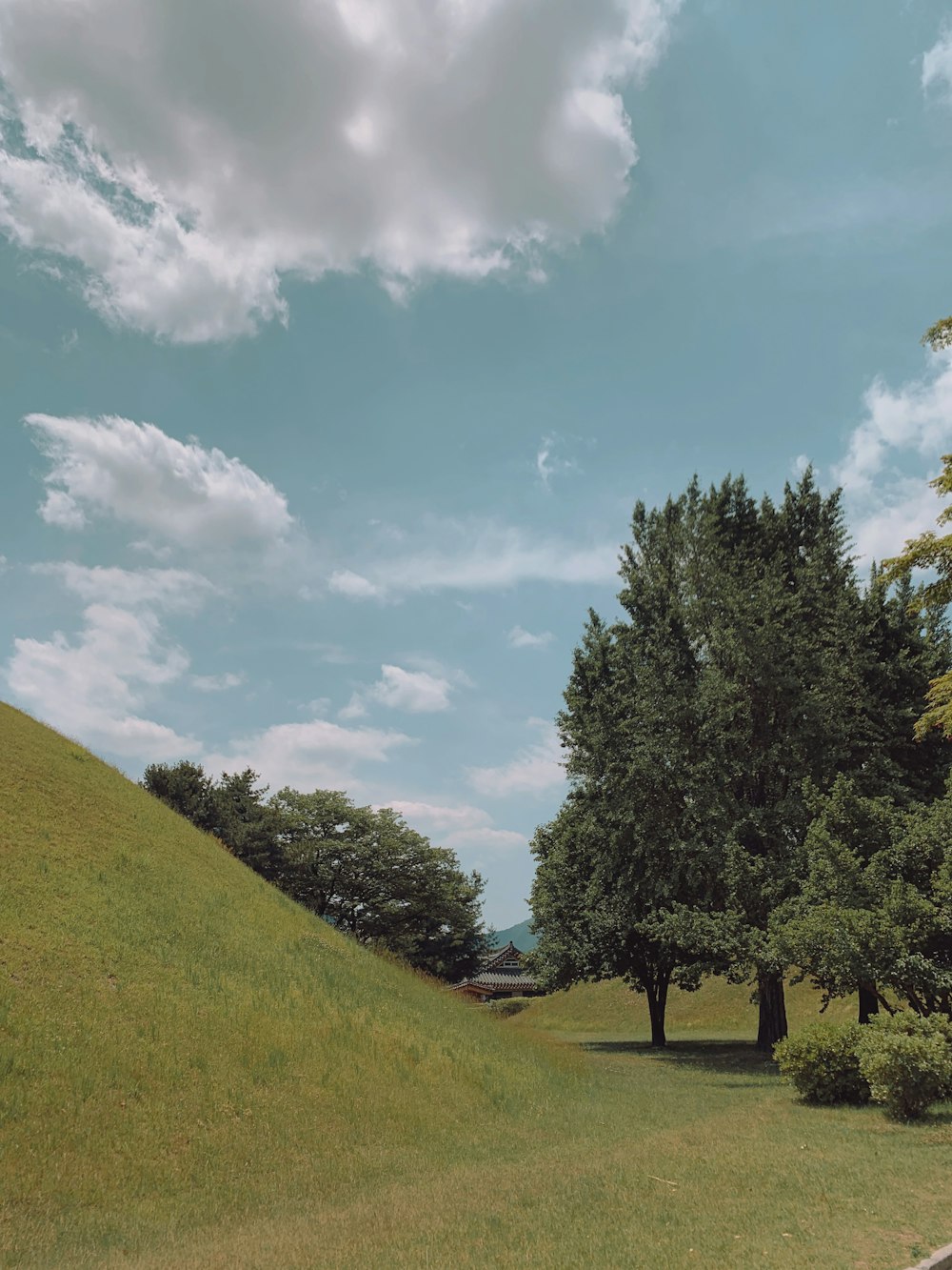 trees and green grass lawn during daytime