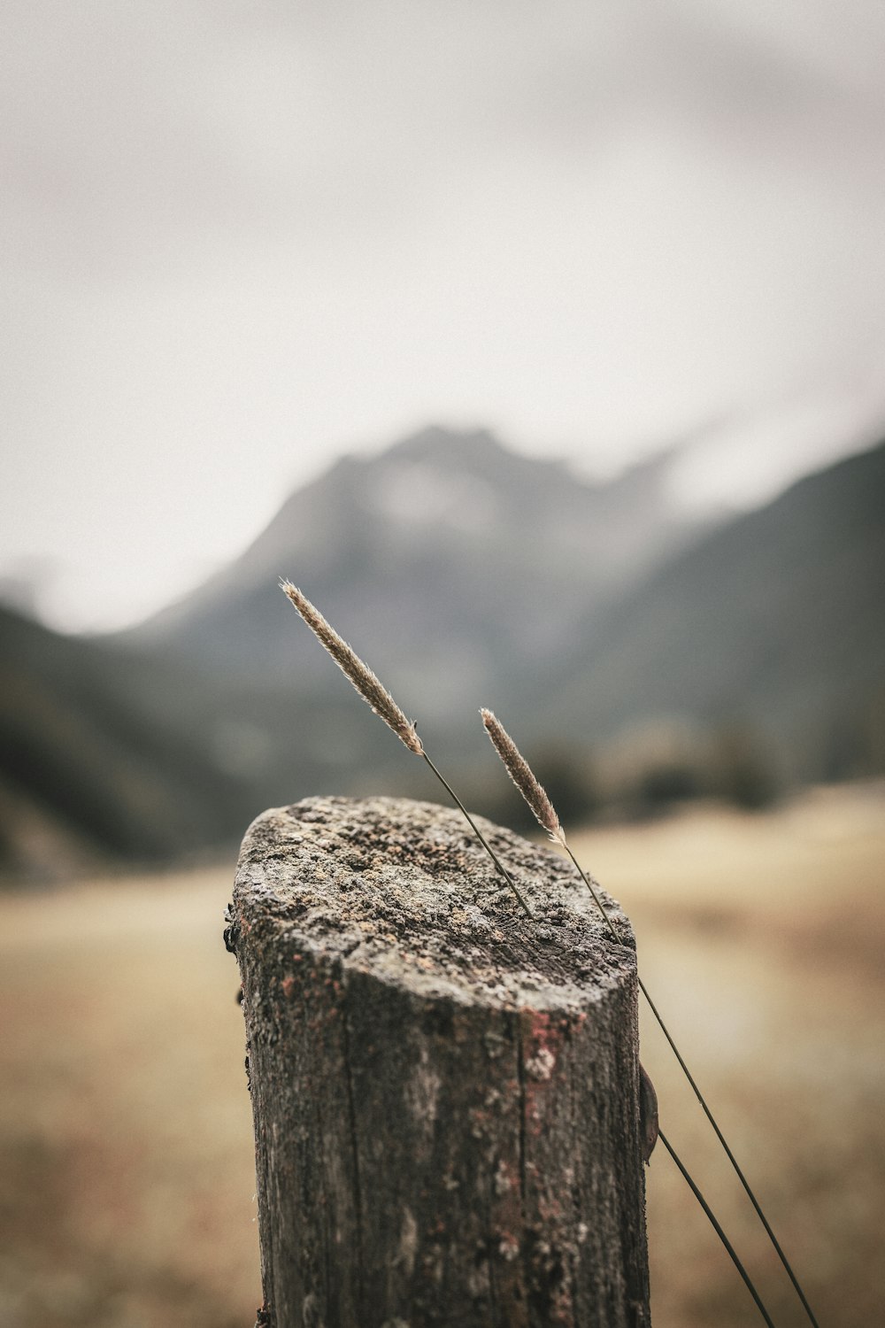 closeup photo of brown tree trunk