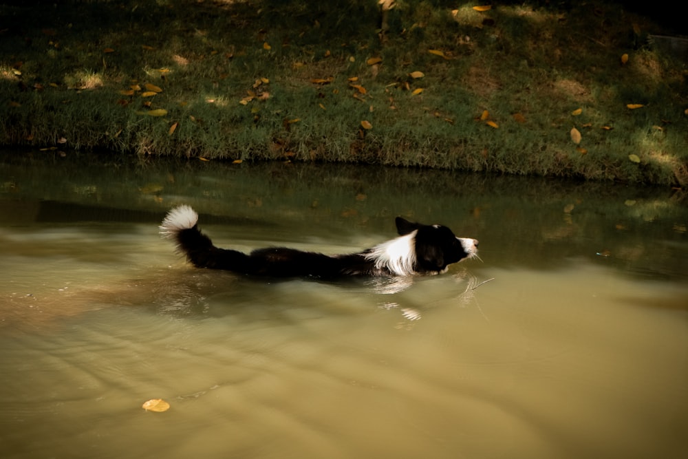 black and white dog swimming on river