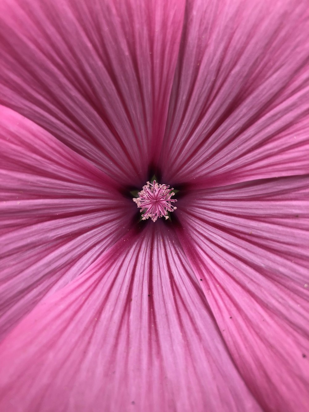 pink flower