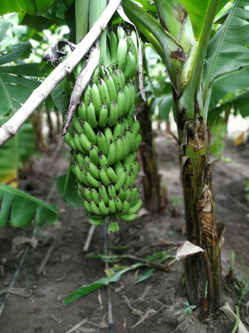 green banana tree