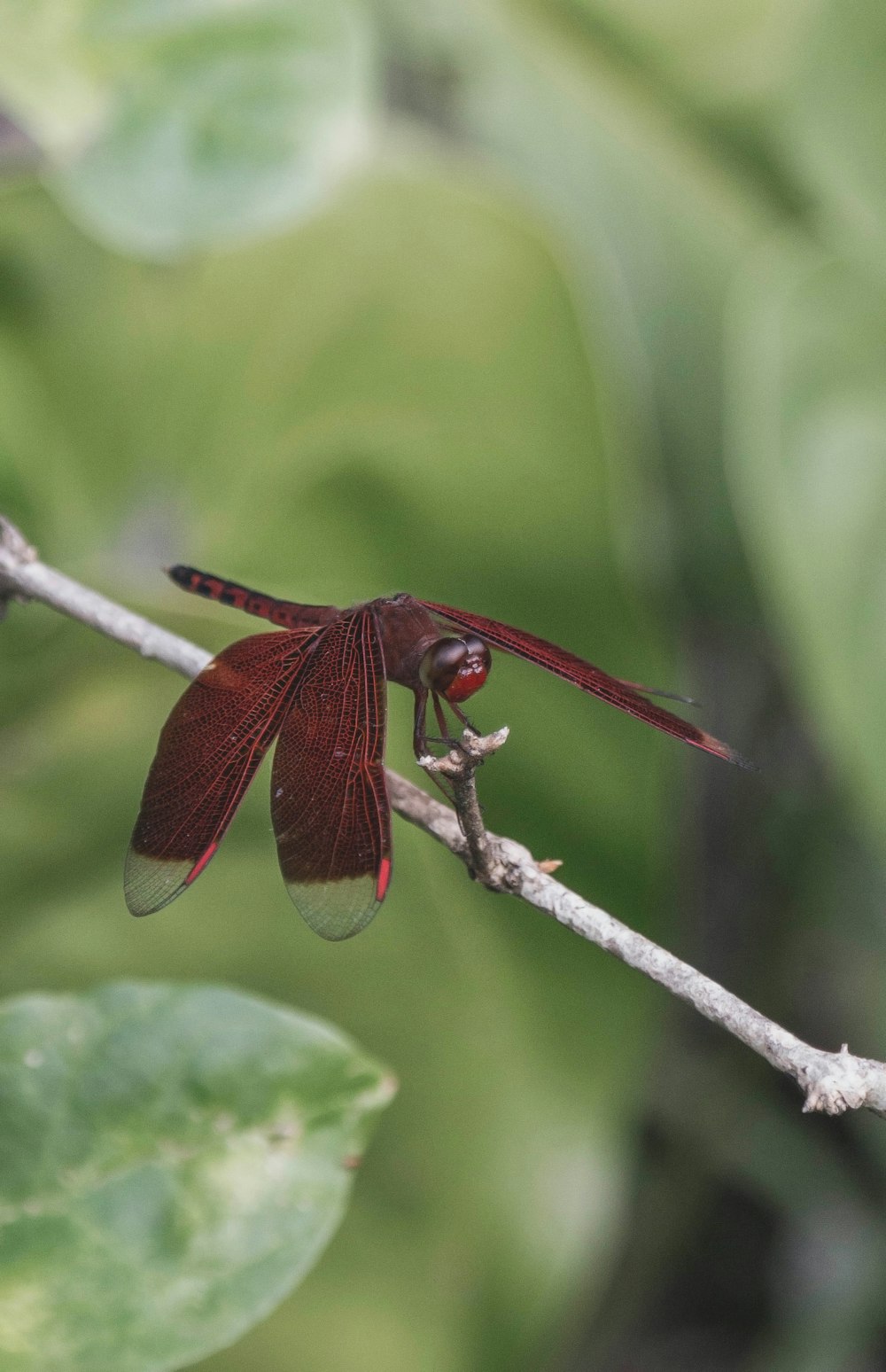 maroon dragonfly on focus photography