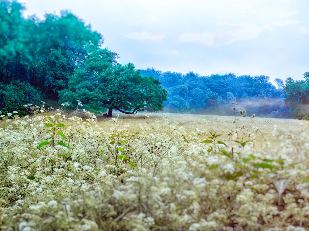 a field full of white flowers and trees