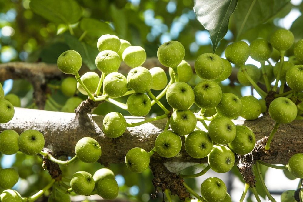 frutas verdes