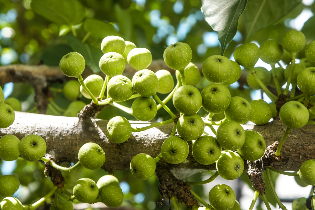 Pilkhan White Fig Ficus virens Copper Red Leaves India — PlantCare